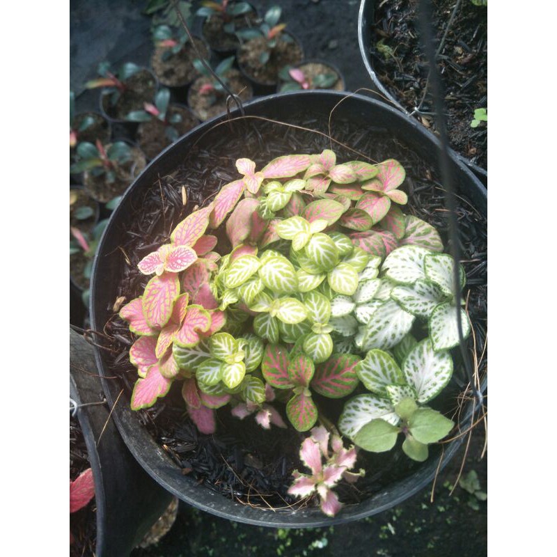Tanaman hias Fitonia mini