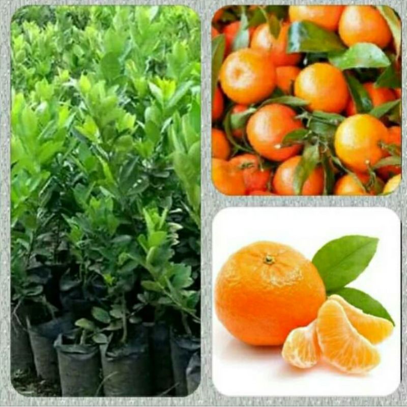 bibit jeruk mandarin