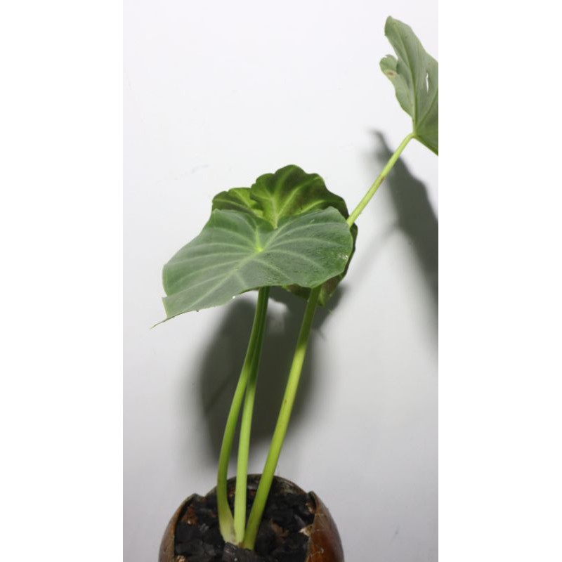 Tanaman Hias Vivipara Alocasia