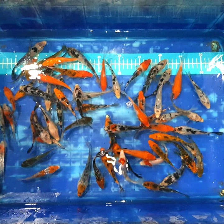 IKAN KOI 10-12 CM - RANDOM SEROK - PAKET 30 EKOR