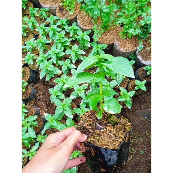 Tanaman Sweet basil | Basil | Tanaman herbal sweet basil