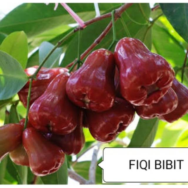 Bibit jambu air madu citra