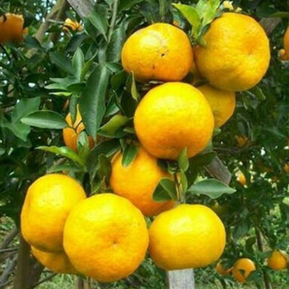 C4Ps Bibit Tanaman Buah Jeruk Keprok Tejakula