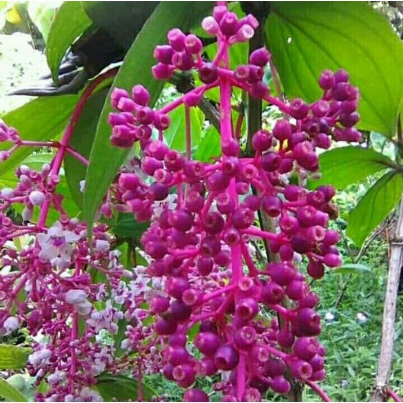 

COD- Buah Parijoto lokal Muria untuk Promil dan bumil
