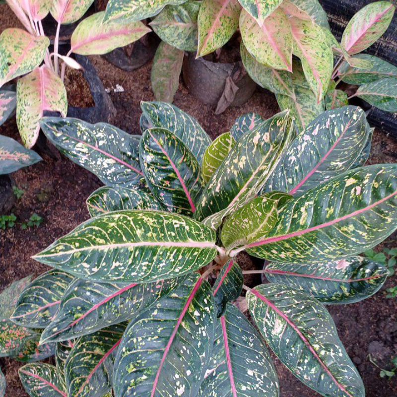 aglonema dokar rumpun dan bigroy