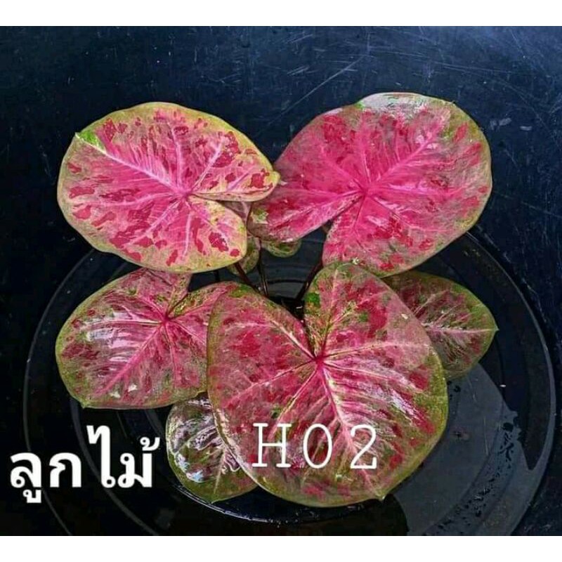 Keladi Hibrid tailand Kode h02