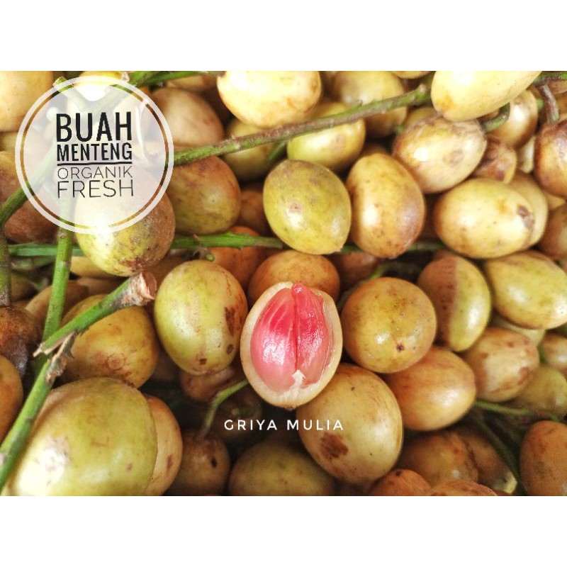 

Buah Menteng segar organik 1 kg / buah kemunjung / Kepundung