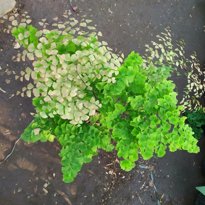 Tanaman hias gantung suplir ukuran besar - suplir - besar