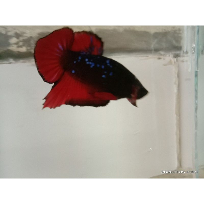 cupang Avatar gordon