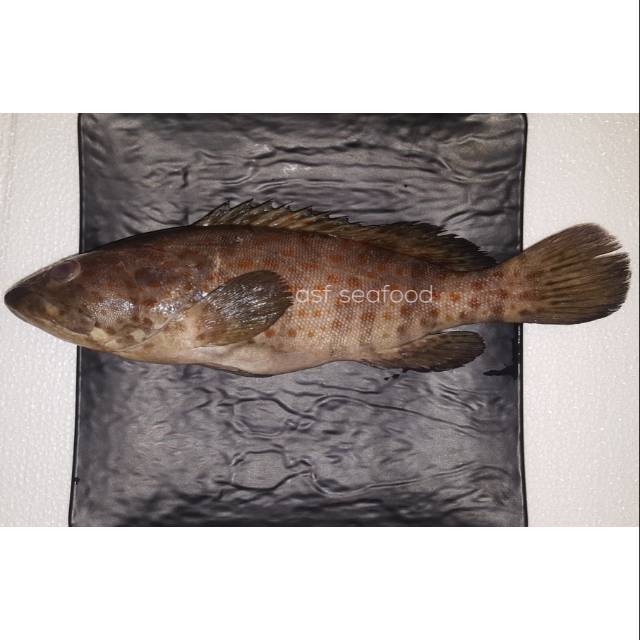 

Ikan Kerapu Lumpur / Susu / Totol