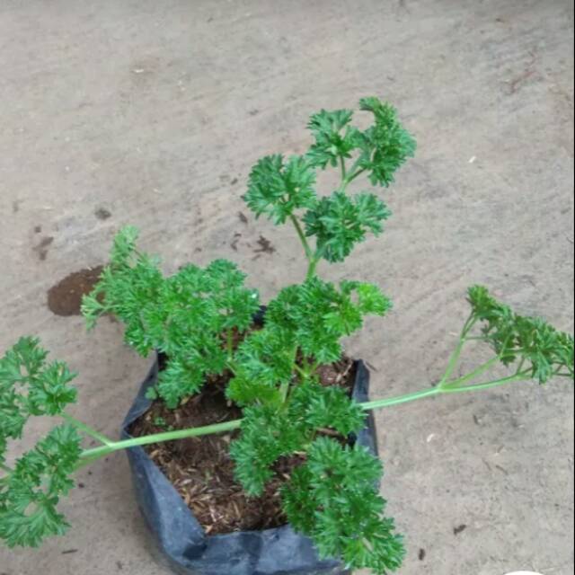 Tanaman peterseli / Parsley