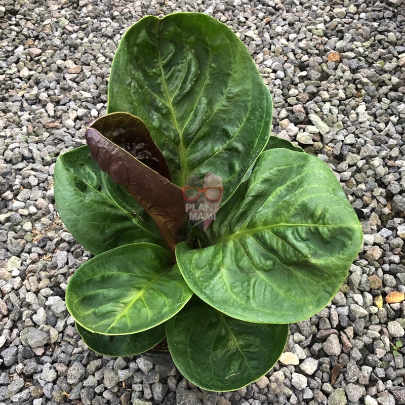 Anthurium Jemani Mangkok Broken Heart | Jemani BH