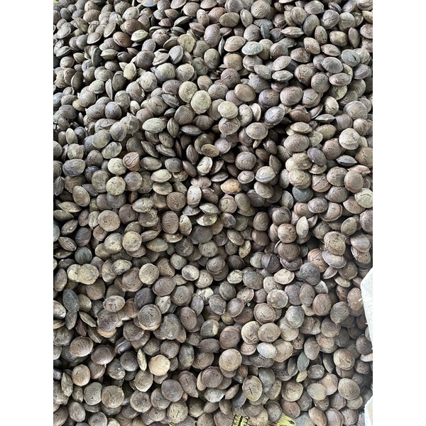 

kacang sacha inchi