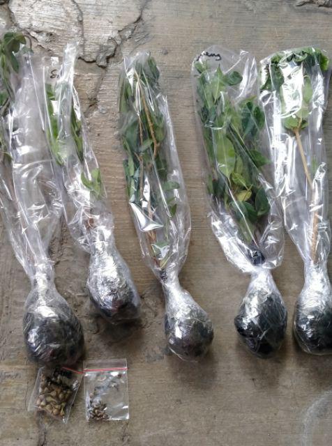 Bibit Bonsai Wahong Laut