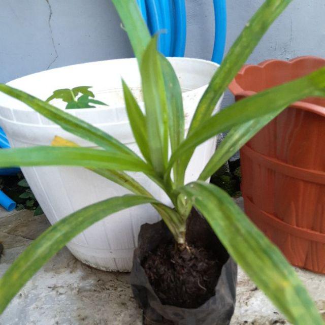 Tanaman Pandan Wangi Ukuran Sedang