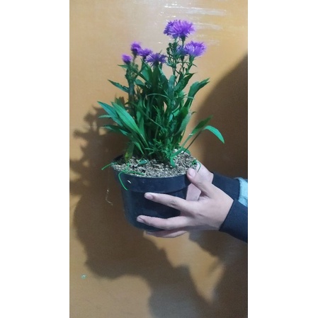 1 POT BUBGA MAHRIT/ ASTER PIKOK BONUS POT