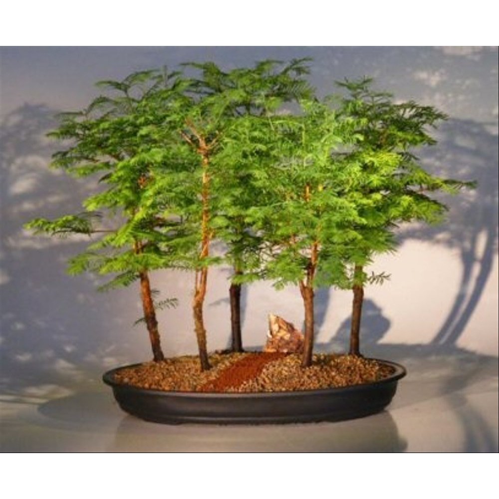 Benih Biji Bonsai Metasequoia Impor. Murah