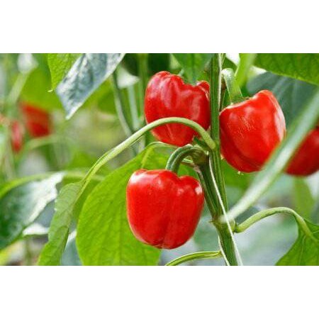 Benih Bibit Biji - Paprika Merah Red Star Sweet Bell Pepper F1 Hibrida Seeds