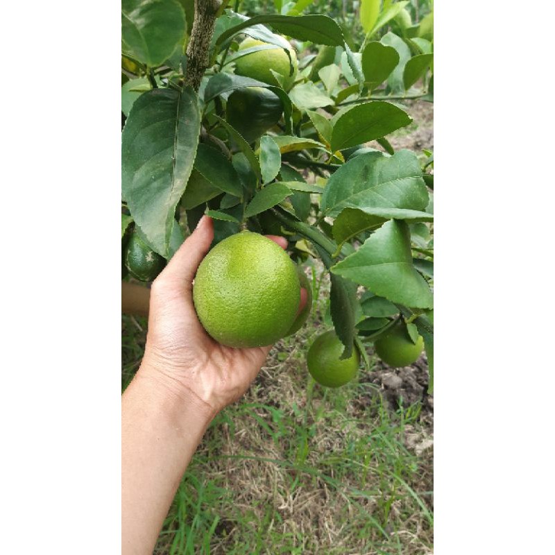 

lemon california