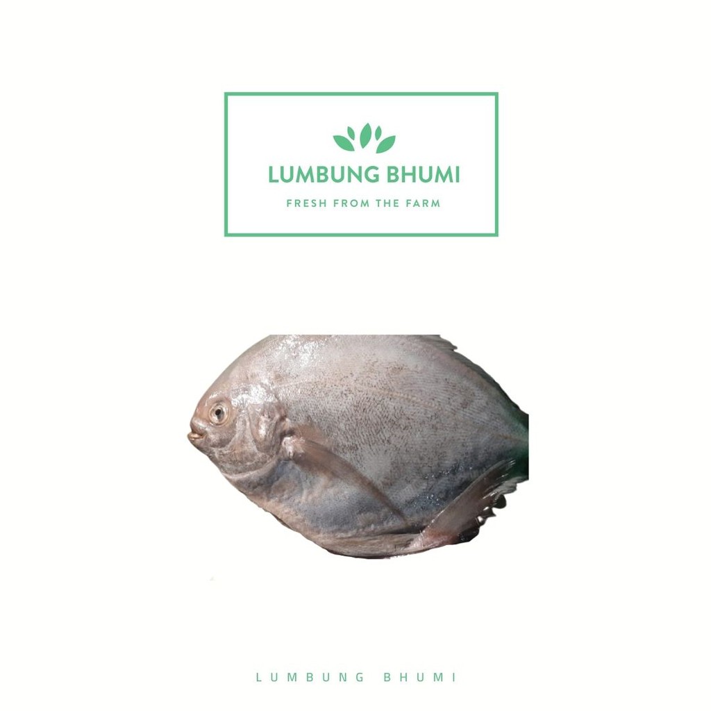 

Lumbung Bhumi - Ikan Segar Bawal Laut 500 Gr ( Bahan Pokok )