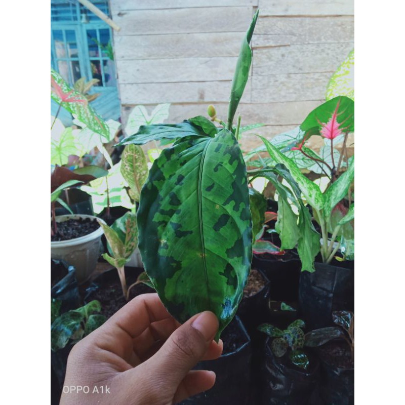 

big colour pictom/2colour