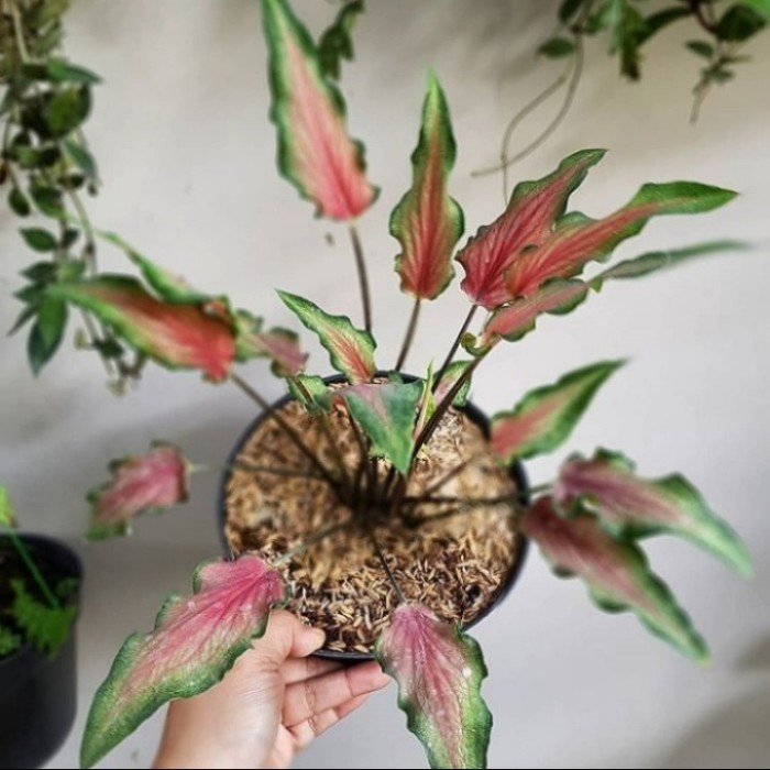 tanaman hias caladium keris keladi keris