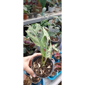 Janda bolong varigata