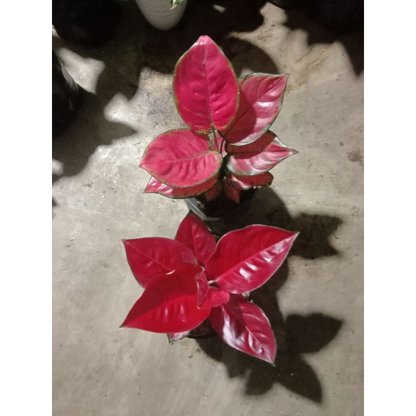 paket aglonema suksom dan red anjamani