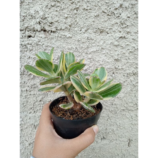 Sukulen Jade Plant Variegatta Bonsai