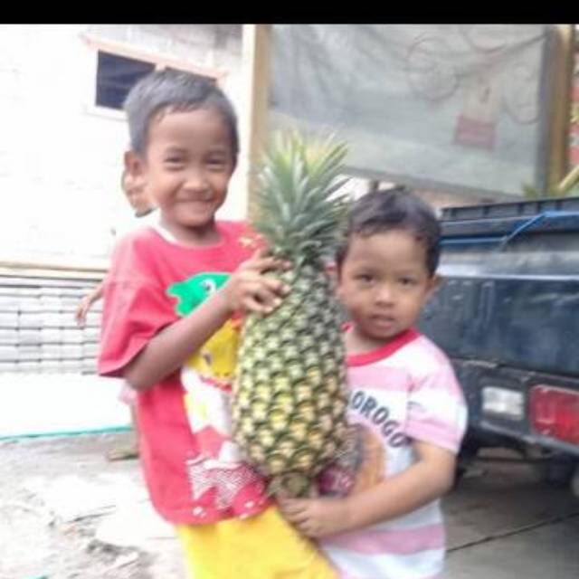 ID BIBIT NANAS MADU JUMBO ( DAUN TANPA DURI ) GUNUNG KELUD