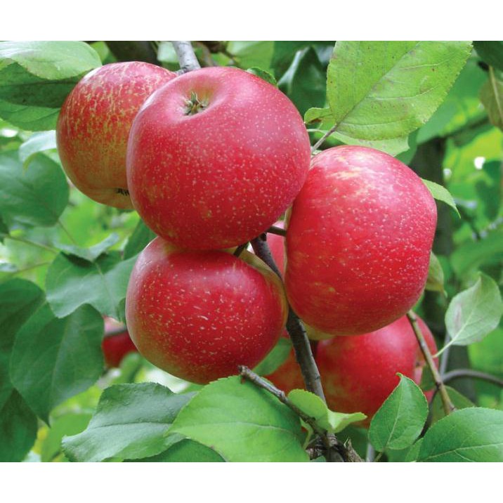 Bibit / Benih Biji Buah Apel Paradise Apple Fruit Seed Isi 10 Biji