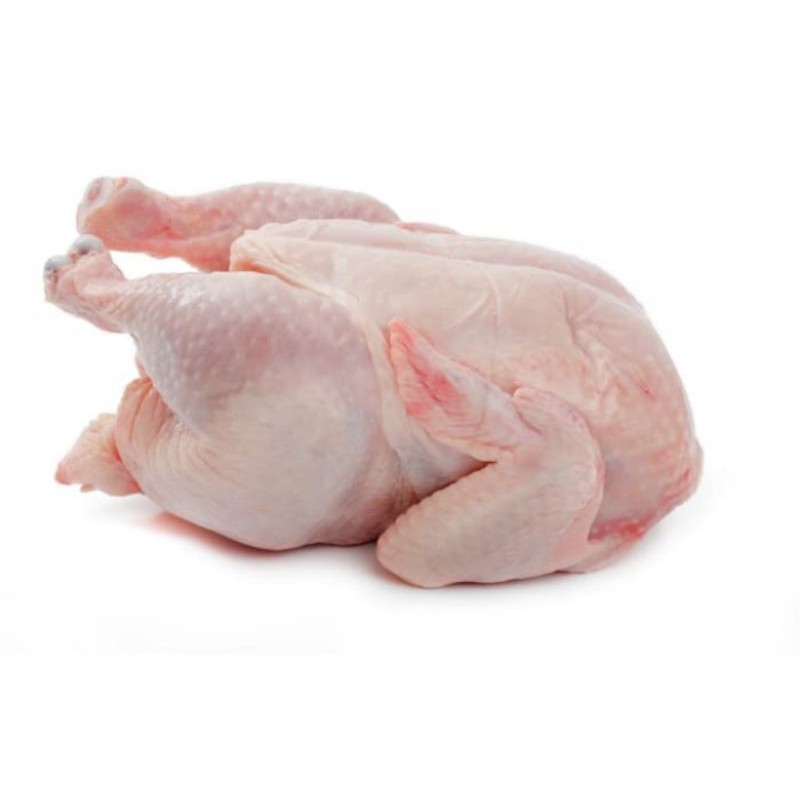 

Ayam negeri segar broiler 1,2 kg +Ceker + kepala