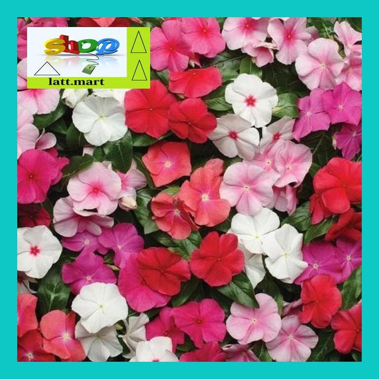 

Yu04Yts Bibit / Benih / Seed Flower Vinca Mix Tapak Dara Mudah Tumbuh Yul0F40Ul