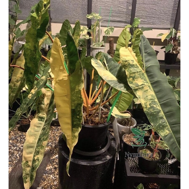 PROMO BISA COD Philodendron Billietia Variegata / bonggol tanaman hias kabel busi varigata siap tana