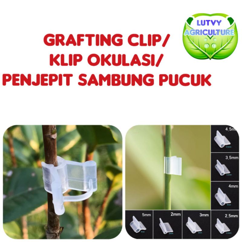 Grafting clip / penjepit sambung pucuk