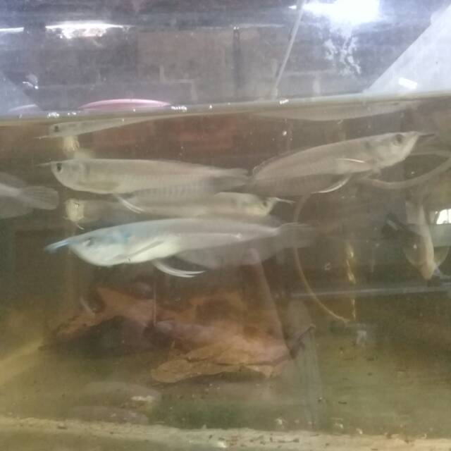 Ikan Arwana silver
