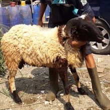 domba qurban betina murah dan hemat sesuai syariah