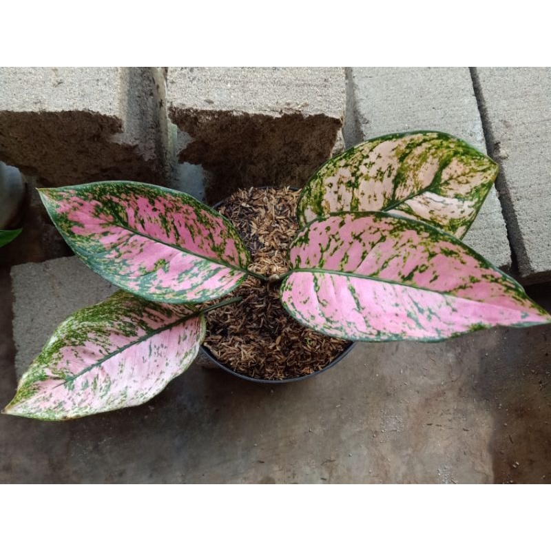 aglonema lady Valentin