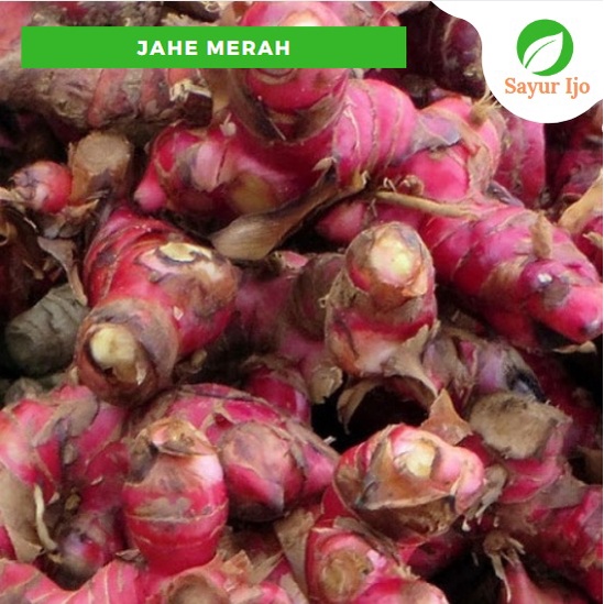 

Jahe Merah Asli 90 - 100 Gram Fresh Red Ginger Bumbu Dasar Rempah Sayur Hijau Segar