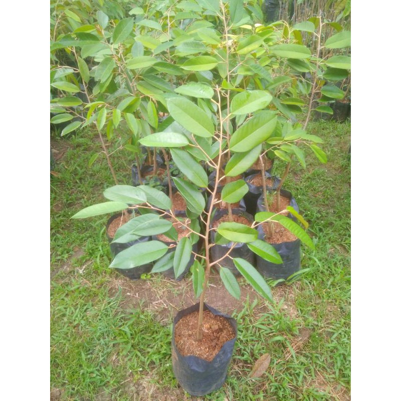 Bibit durian bawor || durian kromo banyumas