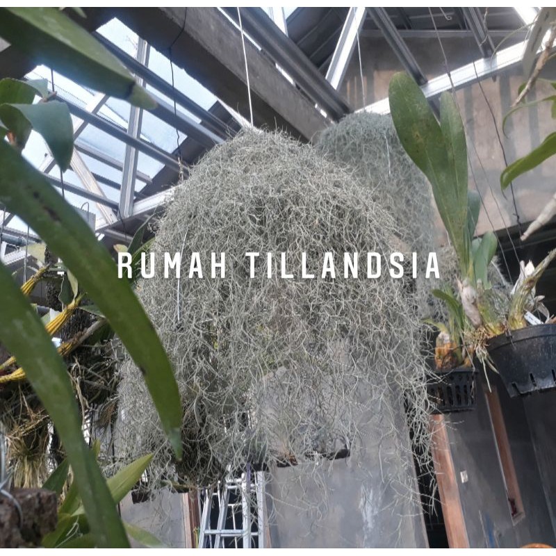 Tillandsia Usneiodes / Jenggot Musa / Spanish Moss