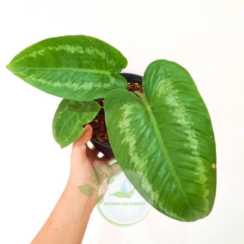 tanaman homalomena-tanaman hias homalomena