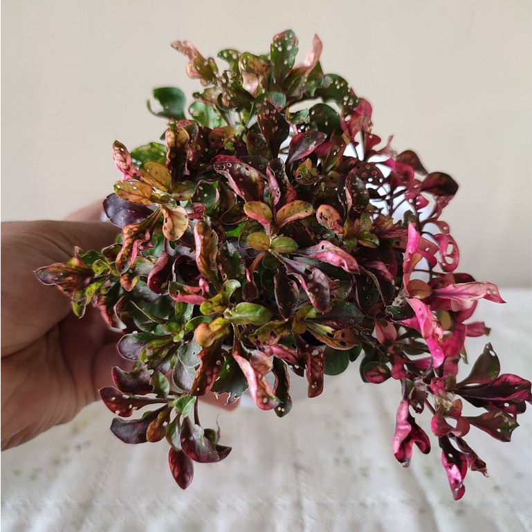 Tanaman Hias bunga krokot Merah Tanaman Hidup