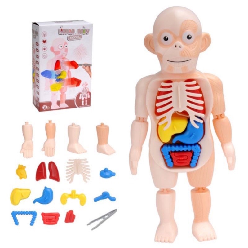 Mainan Anak Edukasi Human Body Model Organ Tubuh - Human Body Anatomy