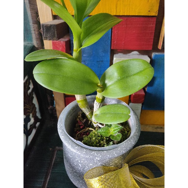 Anggrek Dendrobium, ID: SGE