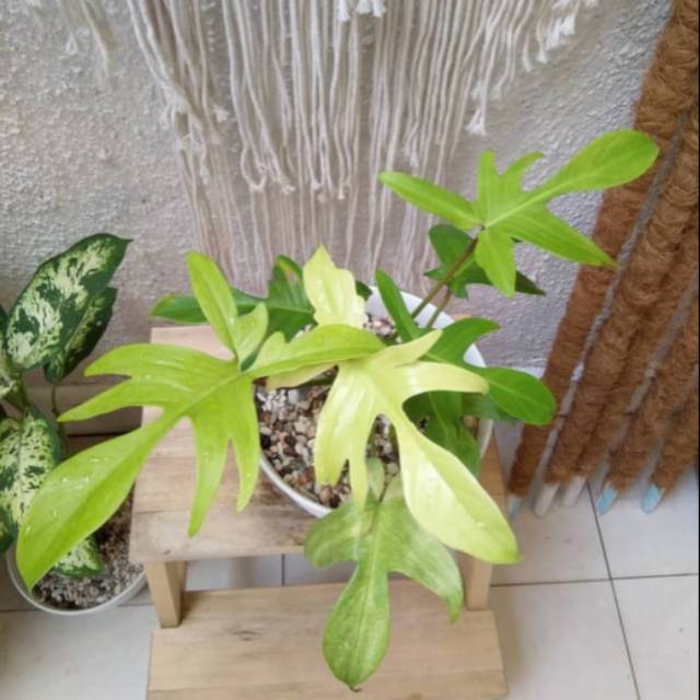 Tanaman hias philodendron merpati florida - philo merpati stang orage - Tanaman hias hidup