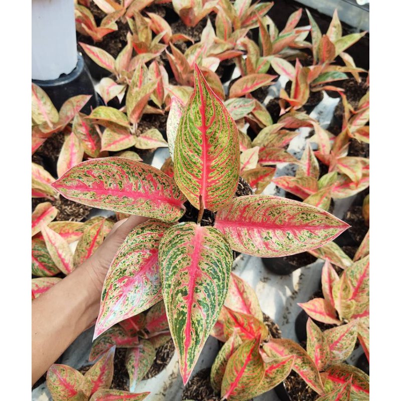 Aglaonema legacy