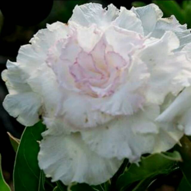 Gambar Bunga  Kamboja  Putih 