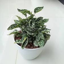 Tanaman Hias Daun Hypoestes Polkadot hijau - Tanaman Hipotes -BAKUL KEMBANG