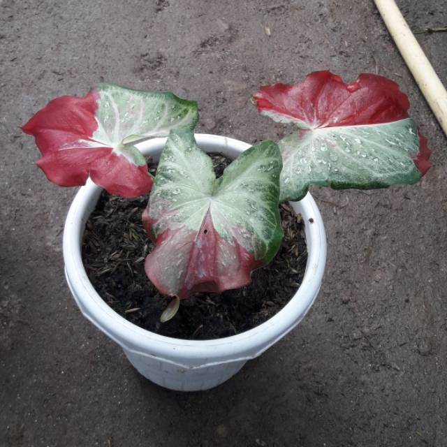 firzaashop_rajutanhandmade